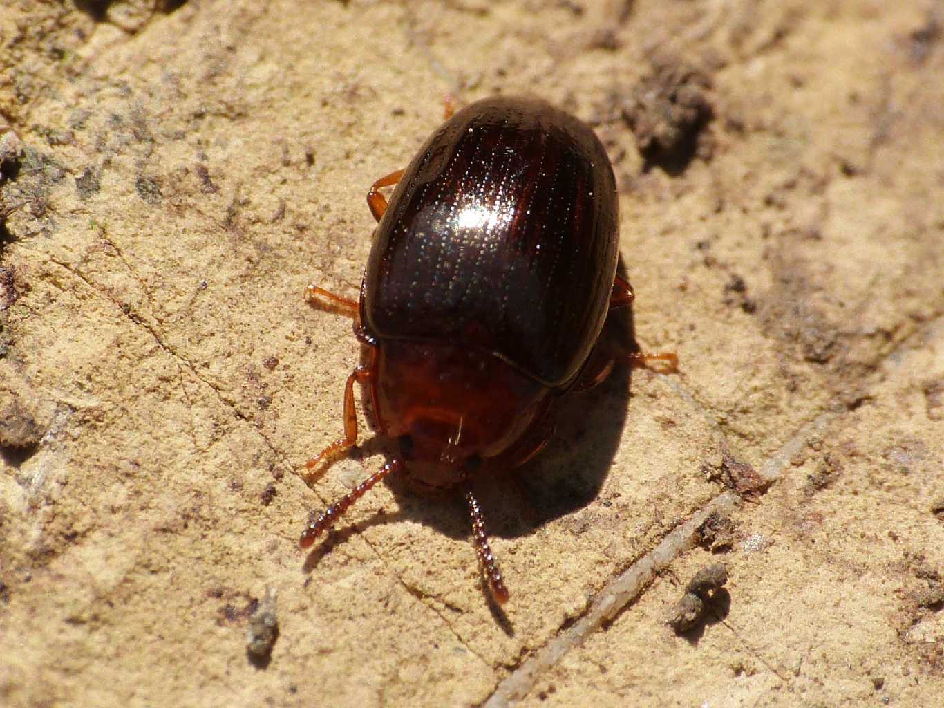 Chrysomelidae? No. Tenebrionidae: Scaphidema metallicum